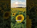 Why Do Sunflowers FOLLOW the Sun? ☀️ #sunflower #naturefacts #plants #shorts #fyp #viral