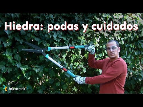 Video: Recorte de plantas de hiedra: aprenda cuándo y cómo podar una hiedra inglesa