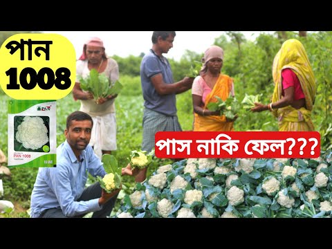 ভিডিও: ফুলকপি এর সুবিধা সম্পর্কে সমস্ত