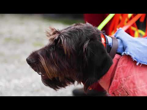 Nachsuchenhunde bei der Arbeit