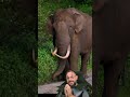 Elefante gigante #biologohenrique #animais #bichoesperto #biologo