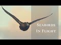 Photographing Seabirds in Flight | Canon 7D ii | 100-400mm f4.5-5.6 ii