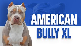 American Bully XL – The Ultimate Guide by OurFitPets 498 views 1 year ago 3 minutes, 58 seconds