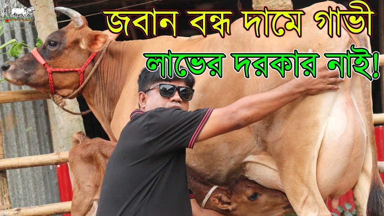 ১৩০ হাজার টাকায় বাচ্চাসহ ১৫ লিটার দুধের গাভী। বড় গাভী এখন ছোটদামে পাবেন। বাজার বর্তমান বেশি।KrishiTv