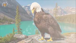 Quşlaröyrədici Video