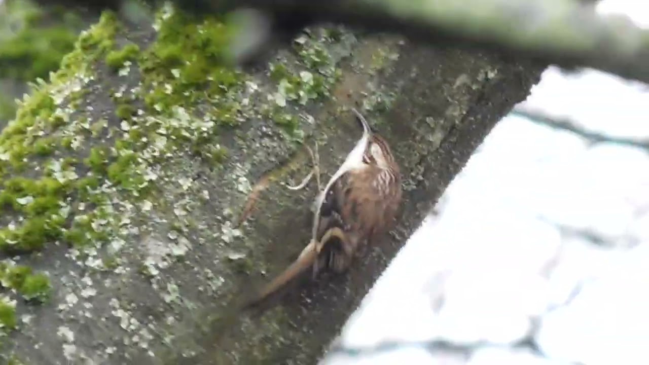 Treecreeper