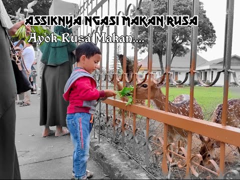 Video: Apa Yang Dimakan Rusa?