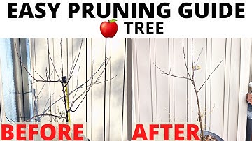 Pruning an apple tree step by step