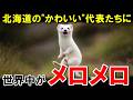 「かわいいの宝庫！」北海道の動物たちを知った外国人がメロメロに【海外の反応】