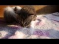もうすぐ生後1カ月 ママ代わりの猫に寄っていく子猫達