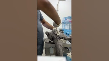 Tom Cat Neutering Day! ✂️ #CatCare #Neutering #Tomcat