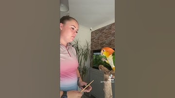 Target training your parrot.