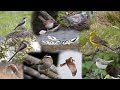 April 2024 bird footage roundup canon r7  canon 200800mm goldcrest waxwing wheatear etc uk 4k