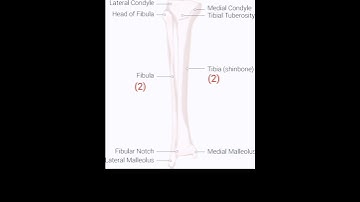 Structure of Tibia & Fibula bone 🦴 #shortsvideo #anatomy_physiology #doctersahabji