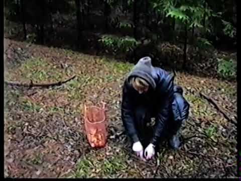 Лес Черная Грязь, Козьи Горы в Гнездово Рядовки собираем - YouTube