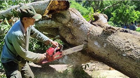 Cưa cây xoài  thanh ka siêu to .Cưa cây kỹ thuật cao