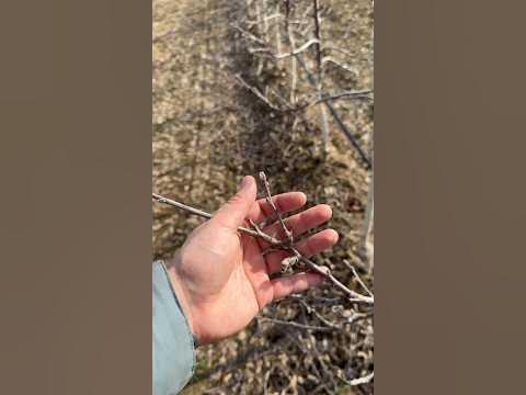 Интенсивный яблоневый сад, подвой м9. 3.5х0.8м, начало третьего сезона ...