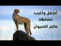 عجائب وغرائب مملكة الحيوان