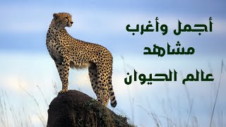 عجائب وغرائب مملكة الحيوان