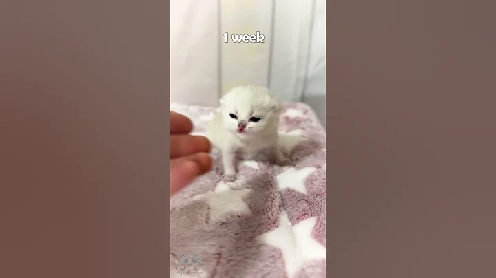 Watch the video about Cute Scottish Fold baby cat - 1 week old kitten