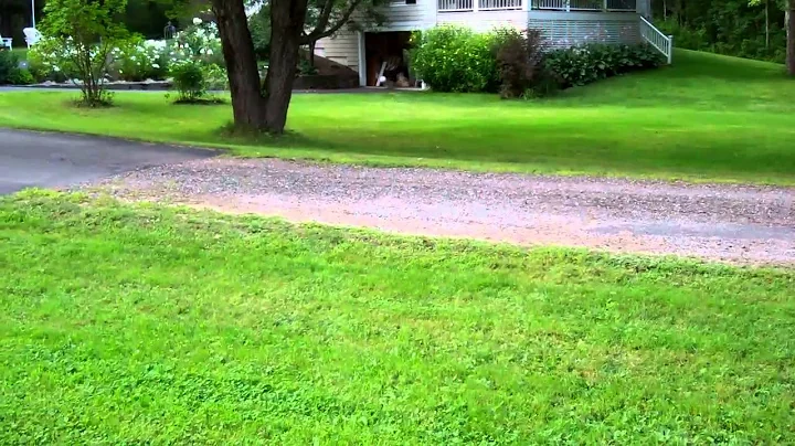 Norm, the Soccer Dog!