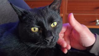 Cute Cat Purrs In Owner's Lap