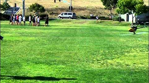 Trex 500 inverted flight.MOV