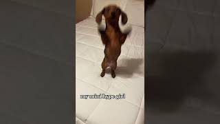 Dog Breeds: Watch This Dachshund Dance on the Bed!