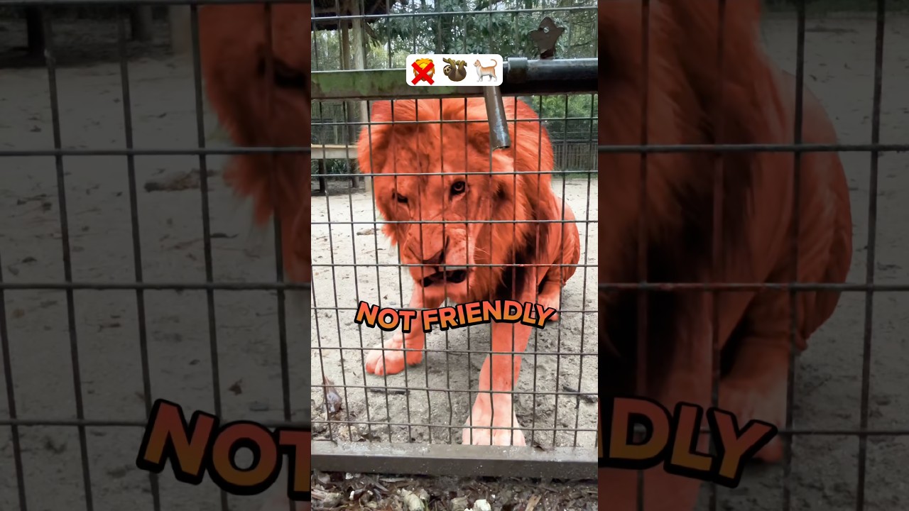 Friendly or Not Friendly?