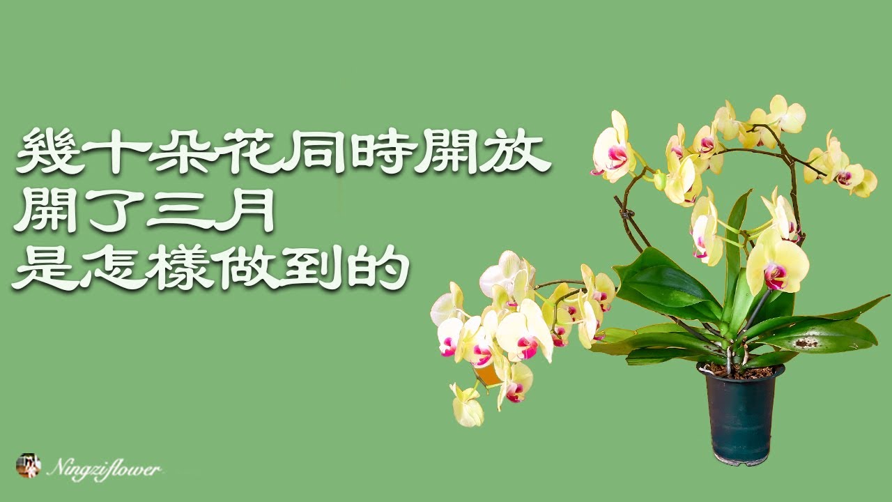 【园艺秘籍】蝴蝶兰100天不谢？老手不传的4个养护细节，新手也能养爆盆｜蝴蝶兰 / 开花 / 三个月