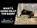 🔴 WHAT&#39;S BEEN GOING ON AT THE BARN (live-stream) // Versatile Horsemanship