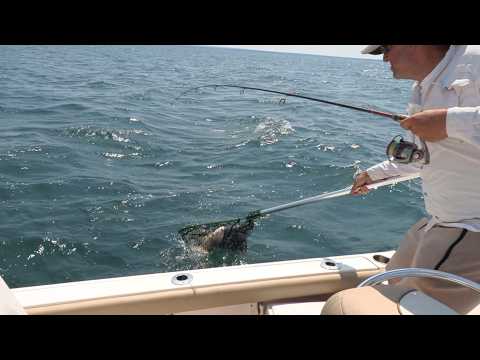 So much Sheepshead fun!! Stingnose Jigging spoon on fire!!