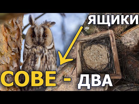 Два ящика в фонд жилья ушастых сов