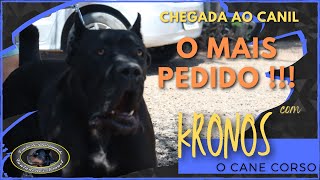 KRONOS  Cane Corso  Chegada ao Canil  Parte 1