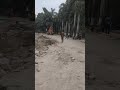 Tree Transplantation grantedly (8800770676)
