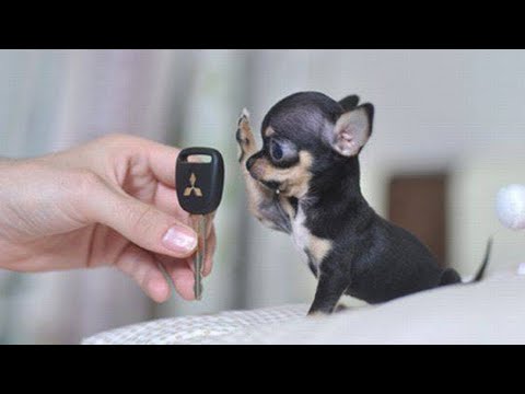 Video: De 10 kleinste hondenrassen in bestaan