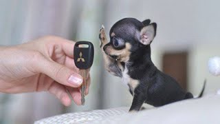 10 SMALLEST DOG BREEDS In The World