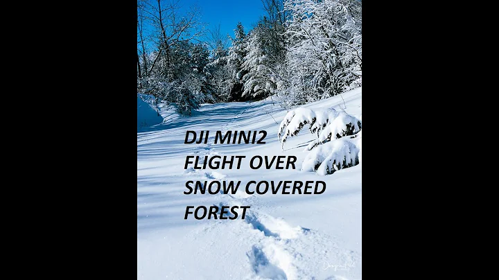 MillPond Forest Trails After Snow Storm Norwood On...