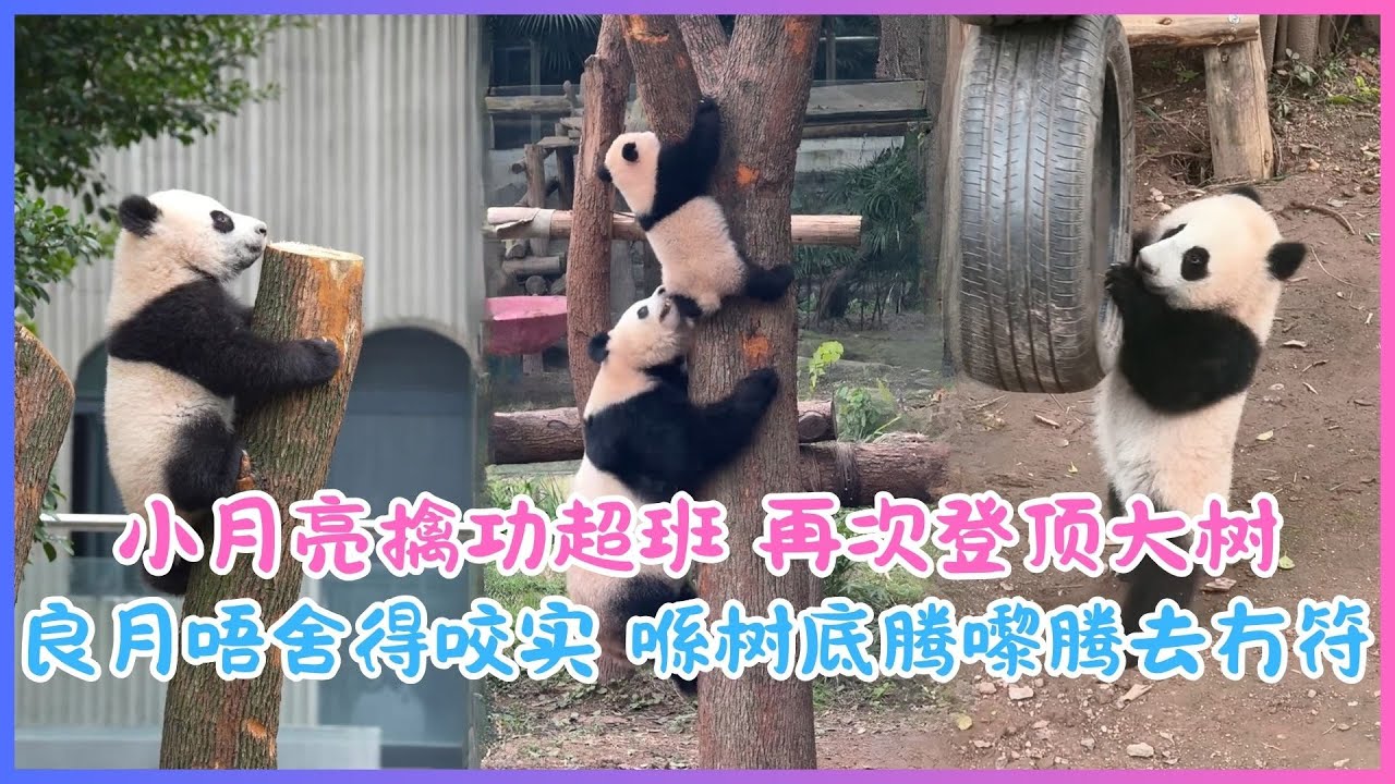 26.02.03💖小月亮擒功超班～良月唔舍得咬实，喺树底腾嚟腾去冇符🤯🐼💖