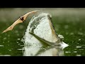 Bats Dodge Crocodile Infested River | Nature's Biggest Beasts | BBC Earth