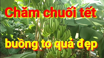 Cách chăm sóc chuối tết buồng dài quả to, kỹ thuật trồng chuối, chăm chuối tết | AlibabaHchannel