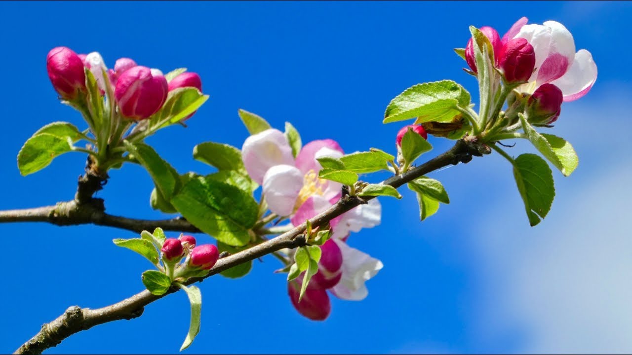 Watch Cheat Codes & Evan Gartner - Adventure (HD) (3 of 16) - Trails, plants, animals, nature in WA State on YouTube