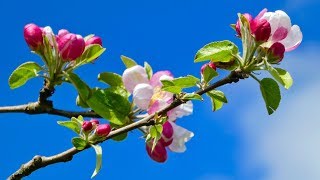 Celebrity Cheat Codes & Evan Gartner - Adventure (HD) (3 of 16) - Trails, plants, animals, nature in WA State Net Worth