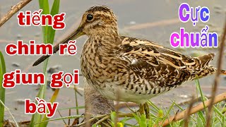 Tiếng rẽ giun gọi bầy cực chuẩn | kênh chia sẻ