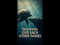 Dolphins Give Each Other Names #Animals