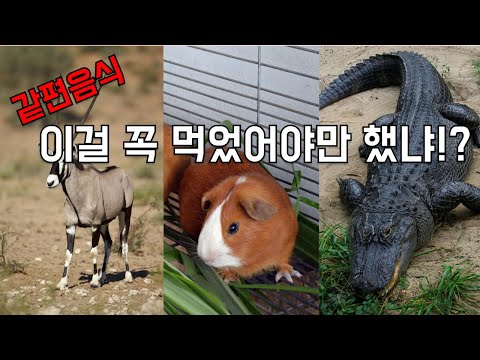 세계여행 중에 먹은 황당한 고기들 3총사