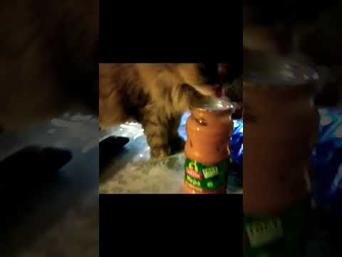 Видео: #кошка #еда #шерсть #россия #вор #кража #голод #зож #икра #ужин #cat #cats #animals #смешно #прикол