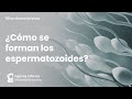 ¿Cómo se producen los espermatozoides? | Ingenes