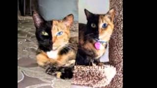 Двуликая кошка Венера ^.^ Двуликая кошка Венера ^.^