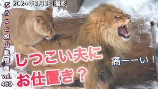 《旭山動物園ライオン&トラ》オリトファミリー。イオママを守れ子ども達がオリトパパから守る。ザリア喝vol469/Children protecting mom from lion dad